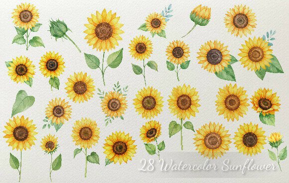 Download 28 Watercolor Sunflower Elements Color - Element Collection